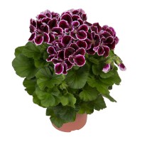 Grandiflorum Imperial, королевская,1шт